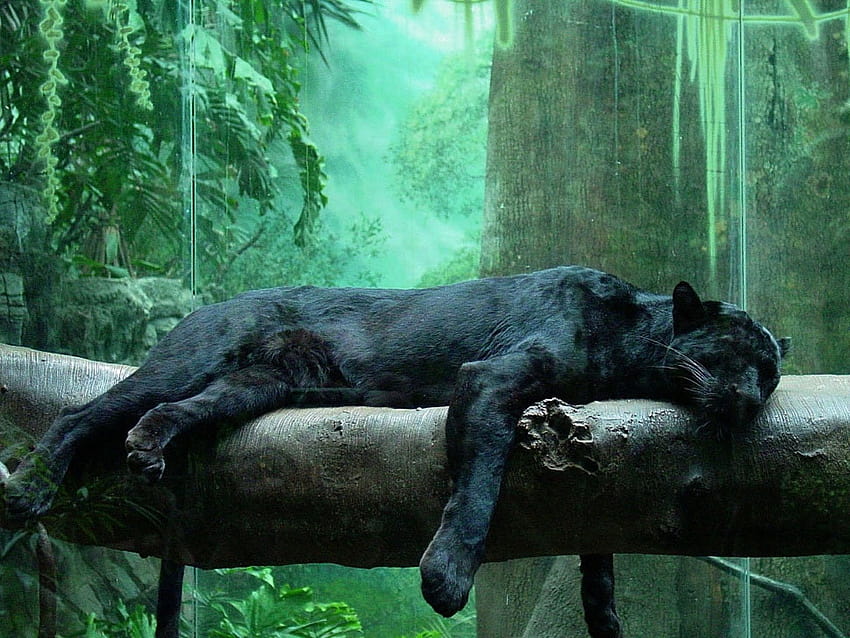 2560x1920 Natur Bäume Dschungel Waldtiere Puma Panther Serie Black Panther Rest 12…, Regenwaldtiere HD-Hintergrundbild