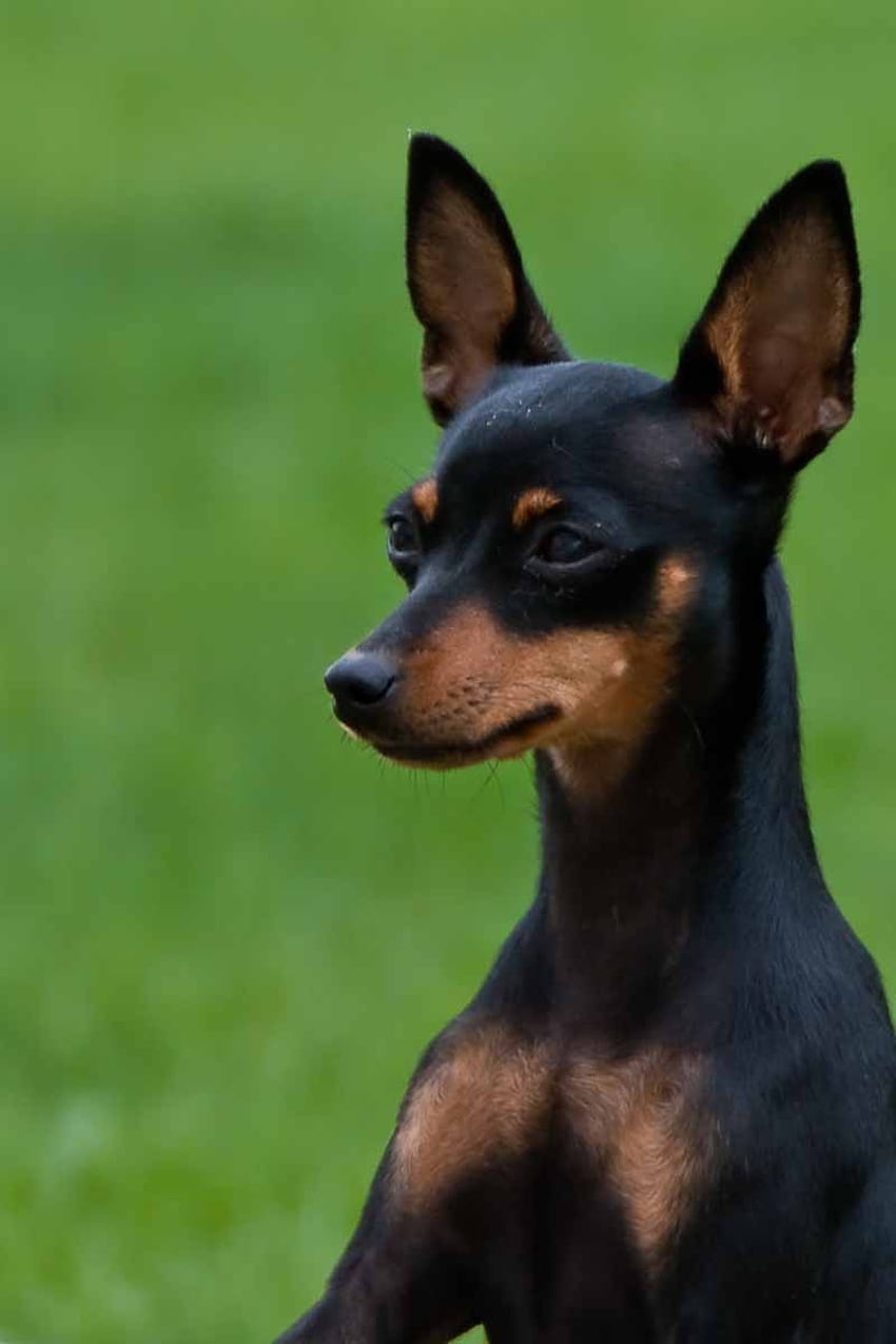 Miniature Pinscher Prime [800x1200] for your , Mobile & Tablet HD phone wallpaper