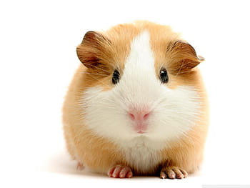 HD wallpaper brown and white guinea pig pink peep rodent cute animal   Wallpaper Flare