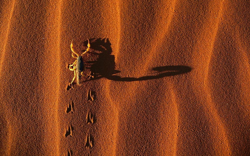 Namibia national park landscapes scorpions shadows HD wallpaper