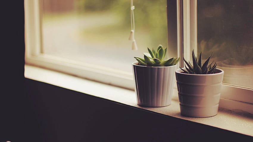 Flower Pots, Window Sill, Indoor Plants, potted plants HD wallpaper