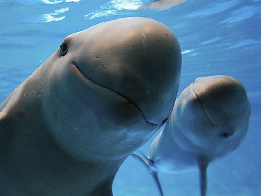 México y la lucha para salvar a la vaquita marina วอลล์เปเปอร์ HD