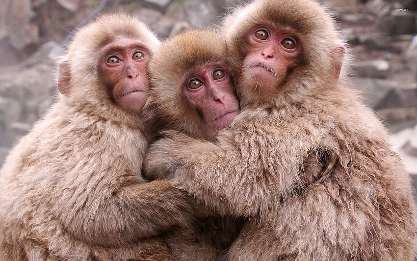 Lindos monos abrazándose, macacos fondo de pantalla