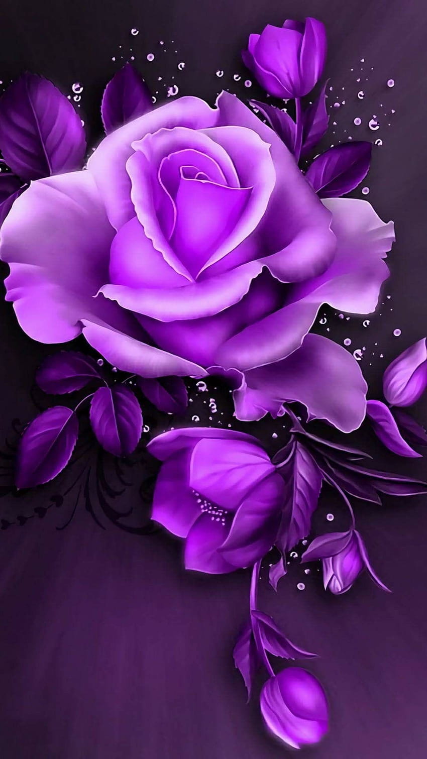 6 Black Roses, purple rose HD phone wallpaper