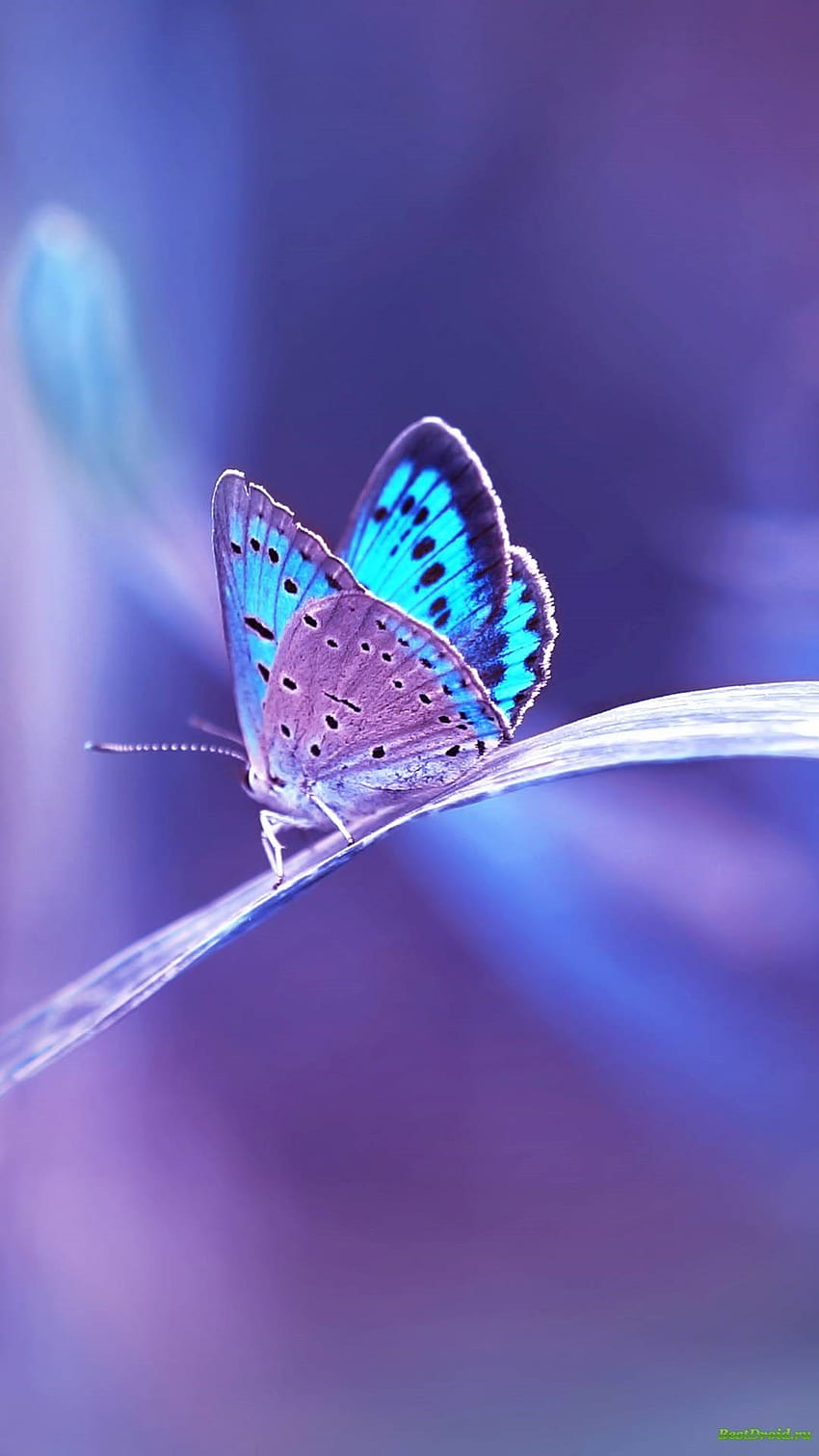 23 Farfalla estetica iPhone, farfalla viola iphone Sfondo del telefono HD