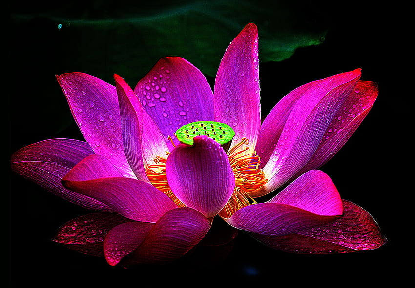 Lila Lotus-Blumen-Hintergründe, Hintergrundblumen HD-Hintergrundbild