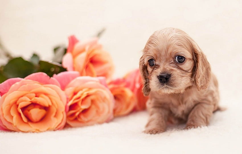 ลูกสุนัข, สุนัข, ดอกไม้, เด็กทารก, กุหลาบ , собаки ส่วน, ลูกสุนัขและดอกไม้ วอลล์เปเปอร์ HD