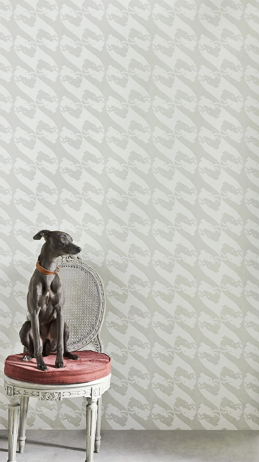 dog for walls,italian greyhound,canidae,whippet,dog,carnivore HD phone wallpaper