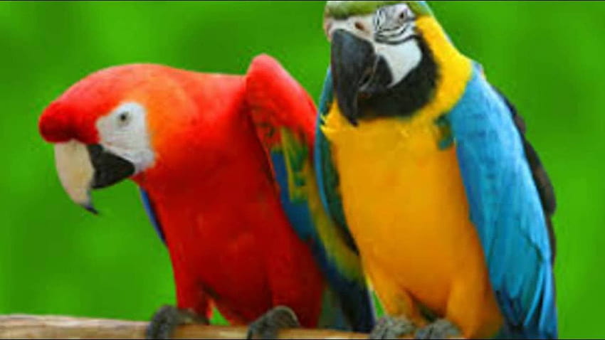 8K Amazing Beautiful Parrot Videos | Beautiful bird wallpaper, Macaw  parrot, Parrot bird