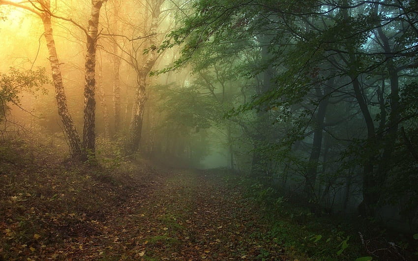 Magischer Waldweg, Bosque HD-Hintergrundbild