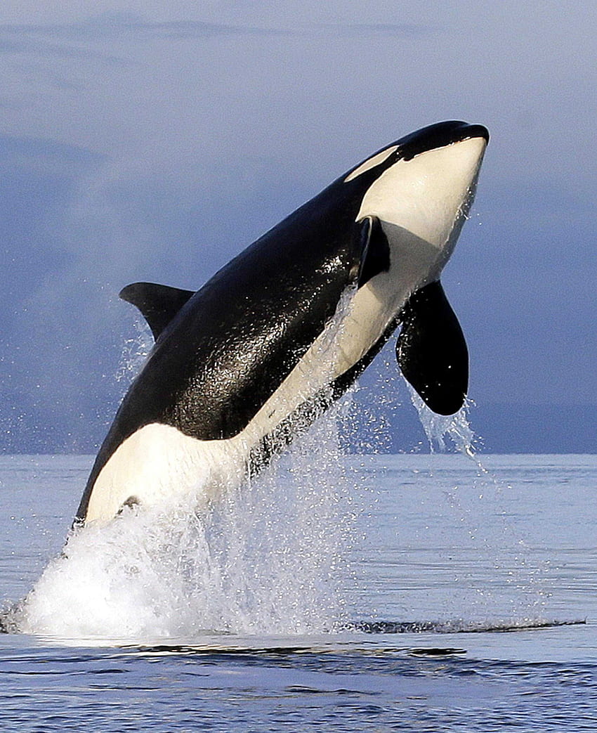 Of Bad Breath Study Finds Array Bacteria When Orcas Exhale HD phone wallpaper