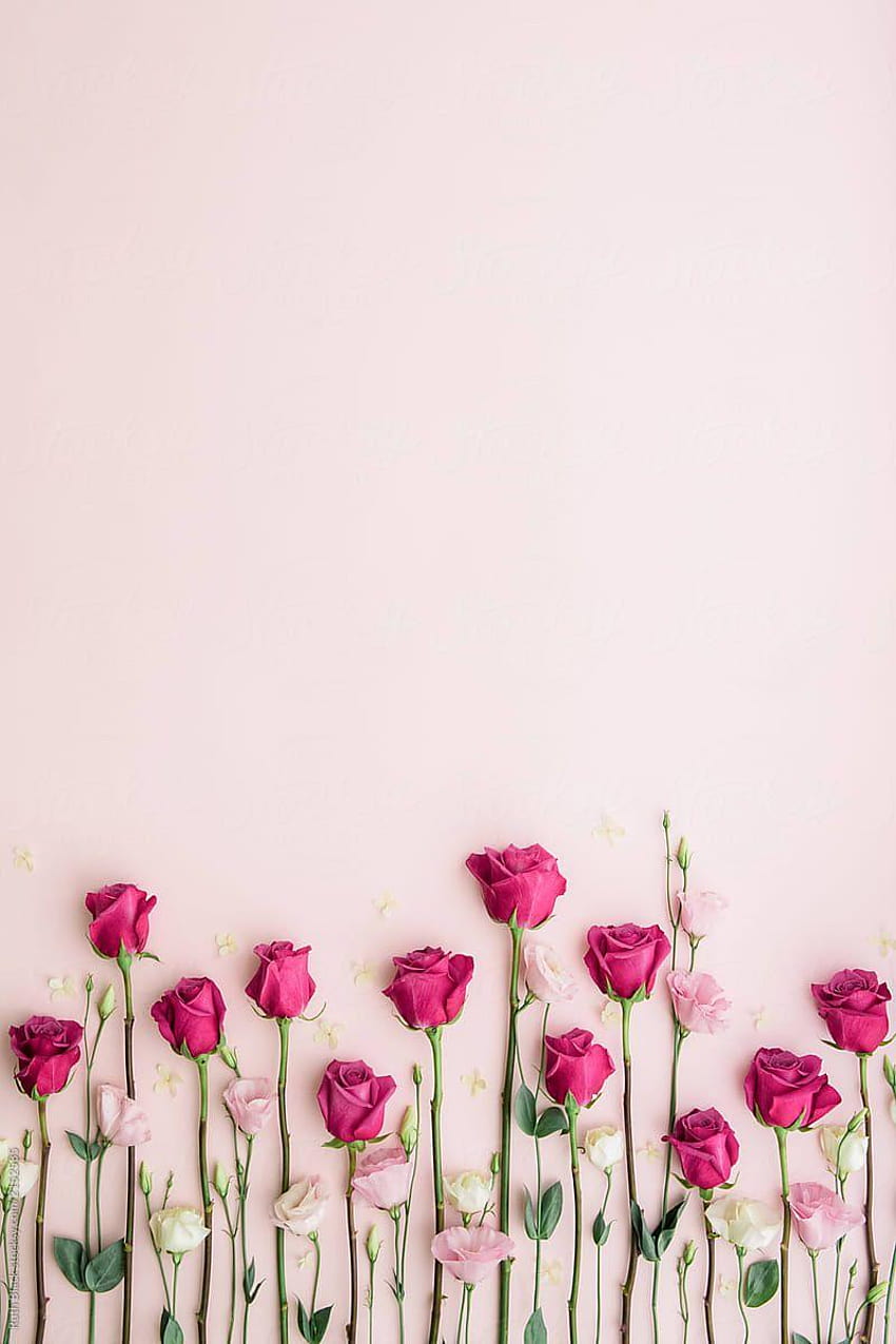 Ketika saya menyarankan pujian dan penyembahan karena saya memikirkan pujian dan, mengumpulkan bunga-bunga musim semi wallpaper ponsel HD