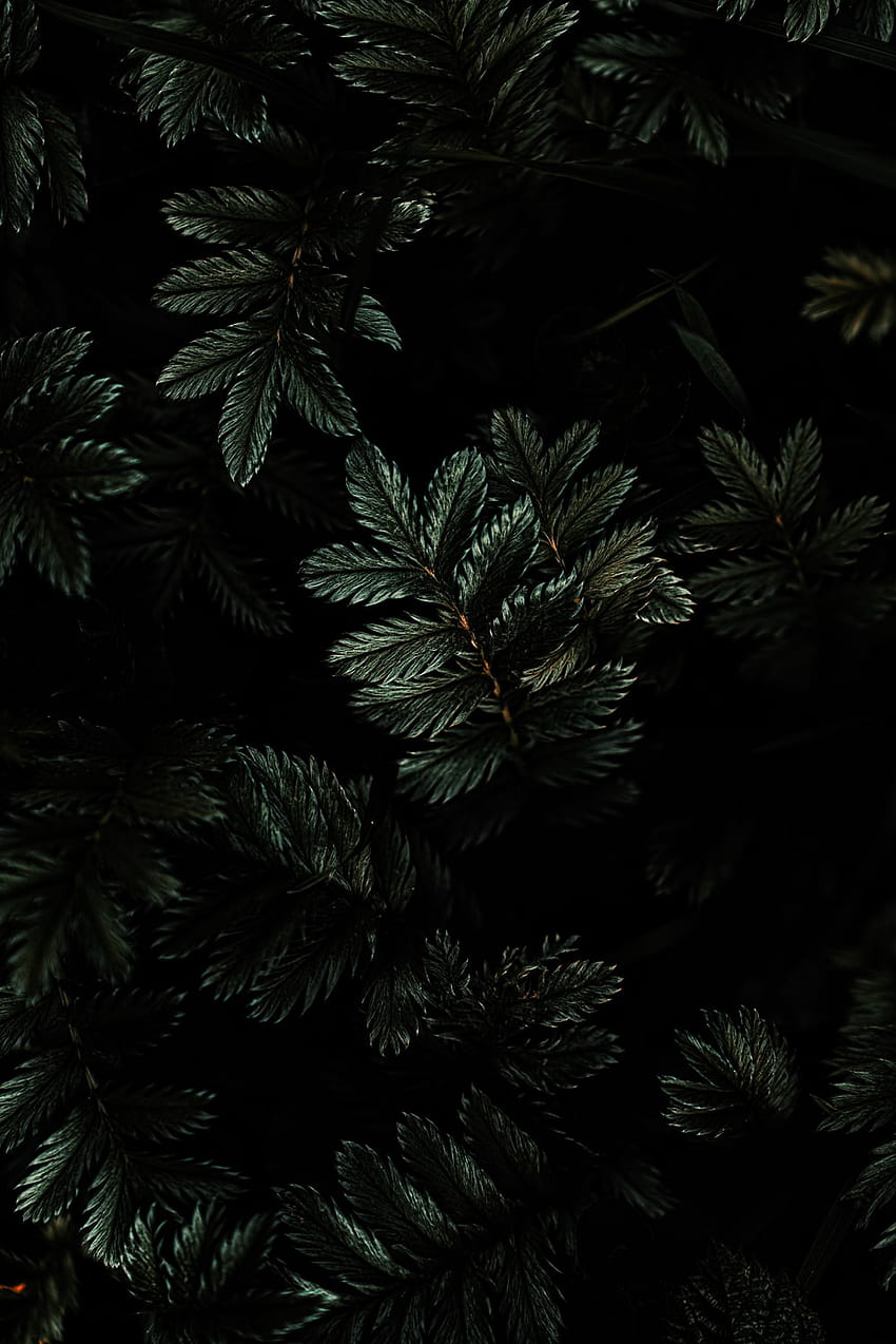 Тъмни растения HD тапет за телефон