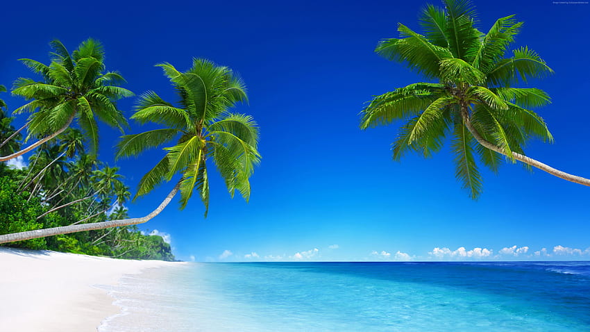 トロピカルビーチ、パラダイス、ヤシの木、海、青、旅行 高画質の壁紙