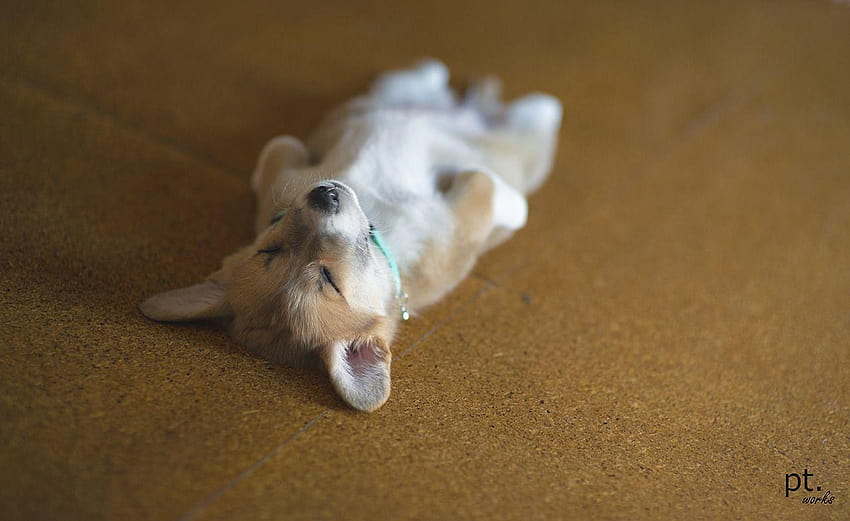 Corgi Puppy Sleeping, pembroke welsh corgi HD wallpaper