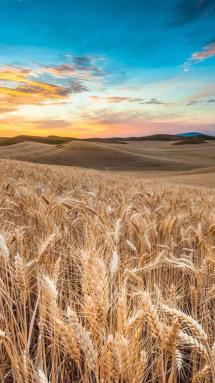 1080x1920 Wheat, Field, Sunset, Sky สำหรับ iPhone 8, ทุ่งข้าวสาลี วอลล์เปเปอร์โทรศัพท์ HD