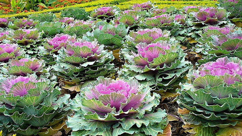 Amazon : Seeds Edible Cabbage Ornamental Kale Decorative Large, kale plant HD wallpaper