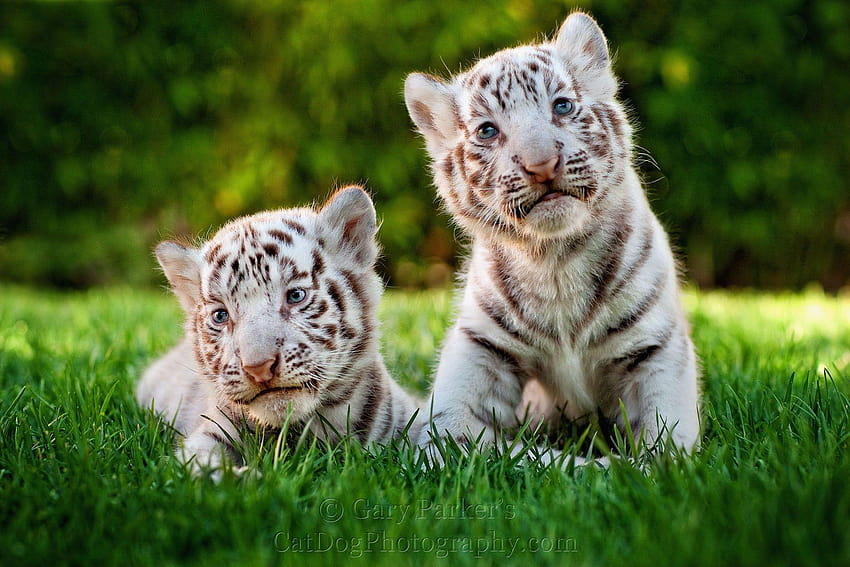 2 つのかわいいホワイト タイガーの赤ちゃんカブス、かわいい赤ちゃんトラ 高画質の壁紙
