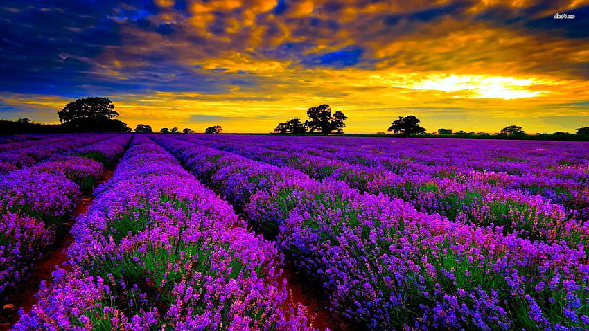 Lavender Field Sunset HD wallpaper | Pxfuel