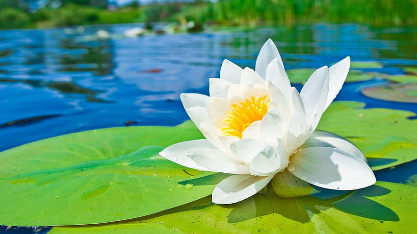 Water Lily 16, white water lily HD wallpaper