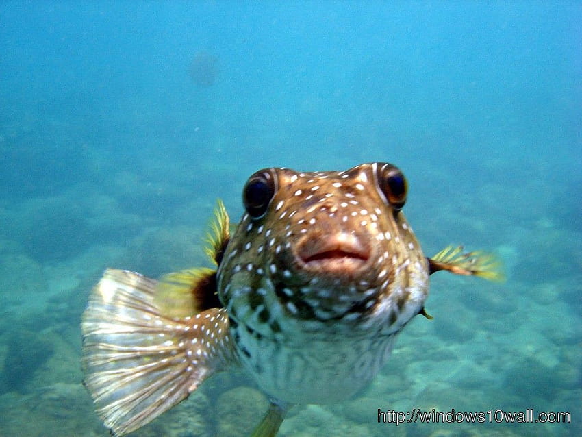Puffer Fish Is Very Cute Looking At The Camera Background A Picture Of A Puffer  Fish Background Image And Wallpaper for Free Download