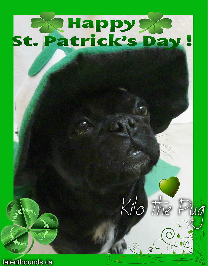 st patricks day pug pictures