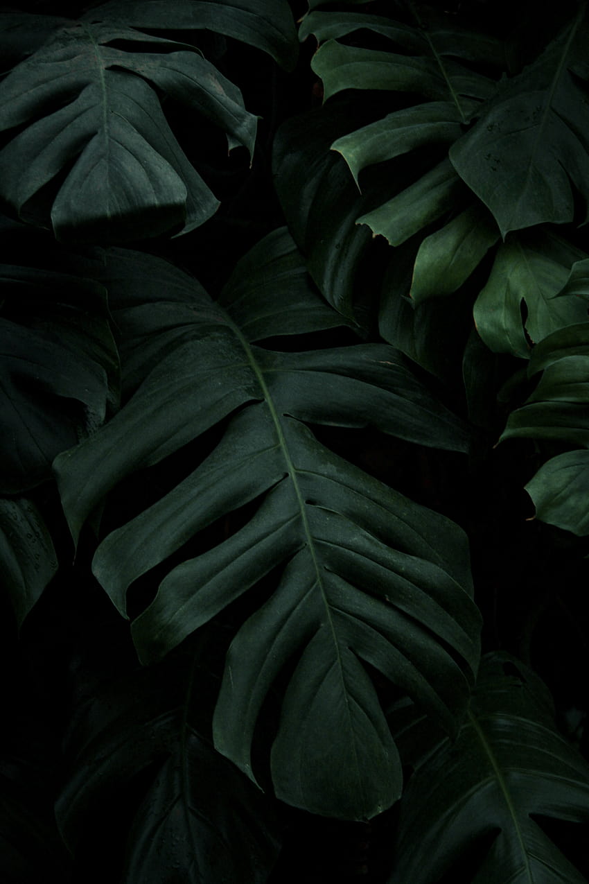 Best Dark Green Leaves ·, aesthetic dark leaves HD phone wallpaper