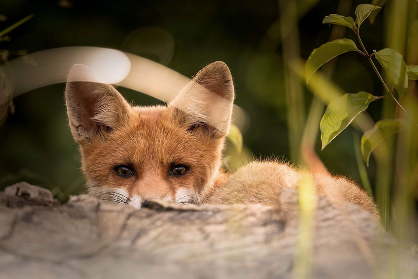 animals, little fox, nature and backgrounds HD wallpaper