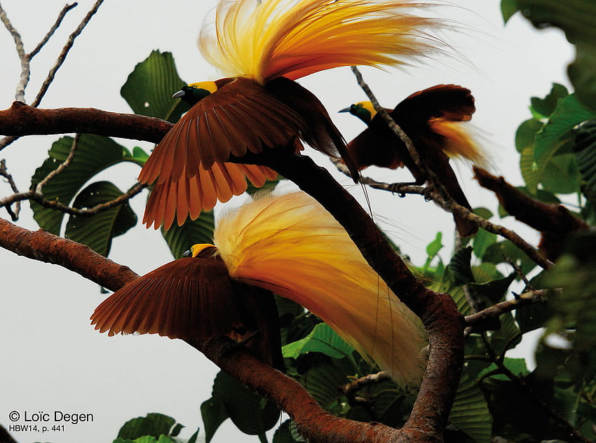 37 bird cendrawasih birds birds of paradise birds of paradise 466 :: Greater Birds Of Paradise HD wallpaper