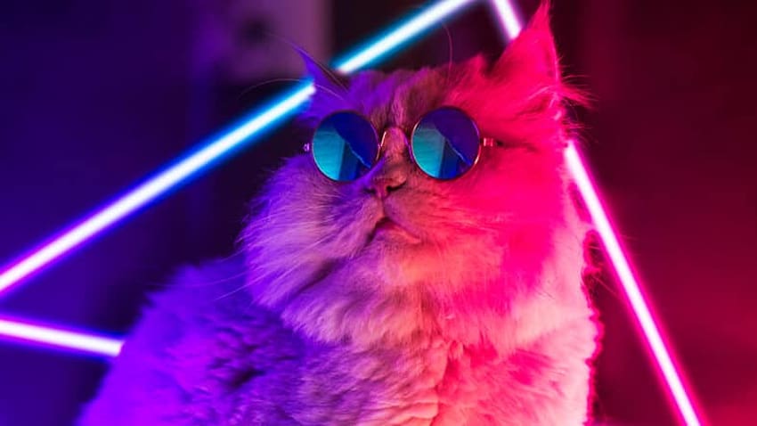 kot, okulary przeciwsłoneczne Tapeta HD