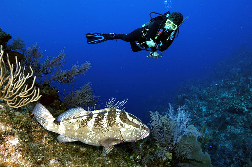 grouper, Ocean, Sea, Underwater, Sealife, Fish, Scuba, Diving / and Mobile Backgrounds HD wallpaper