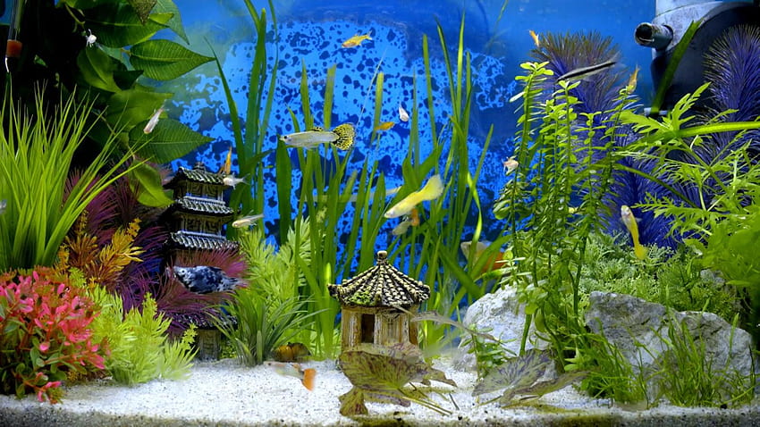Аквариум за рибки, аквариум за рибки HD тапет
