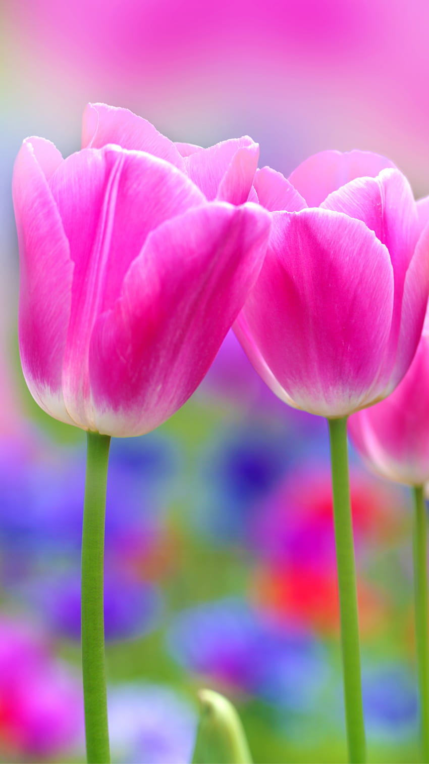 Apple iPhone 6s with Pink Tulips Flower, iphone 6 flower HD phone wallpaper