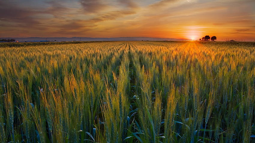 sunset, nature, fields, valleys, wheat, California, harvest, fields of wheat HD wallpaper
