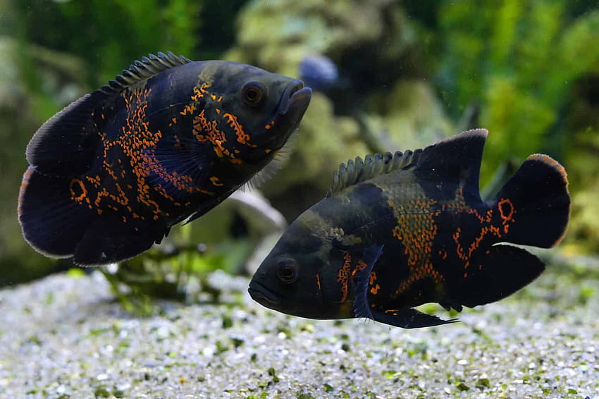 10 Beautiful Types Of Oscar Fish, brightly colored fish HD wallpaper