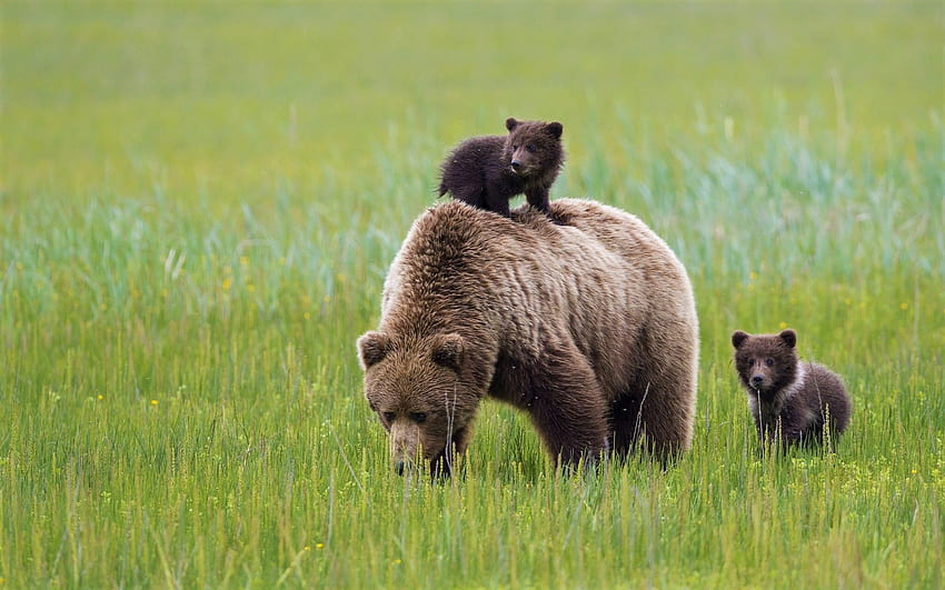 Mother Bear with Her Cubs, bear brown grass HD wallpaper