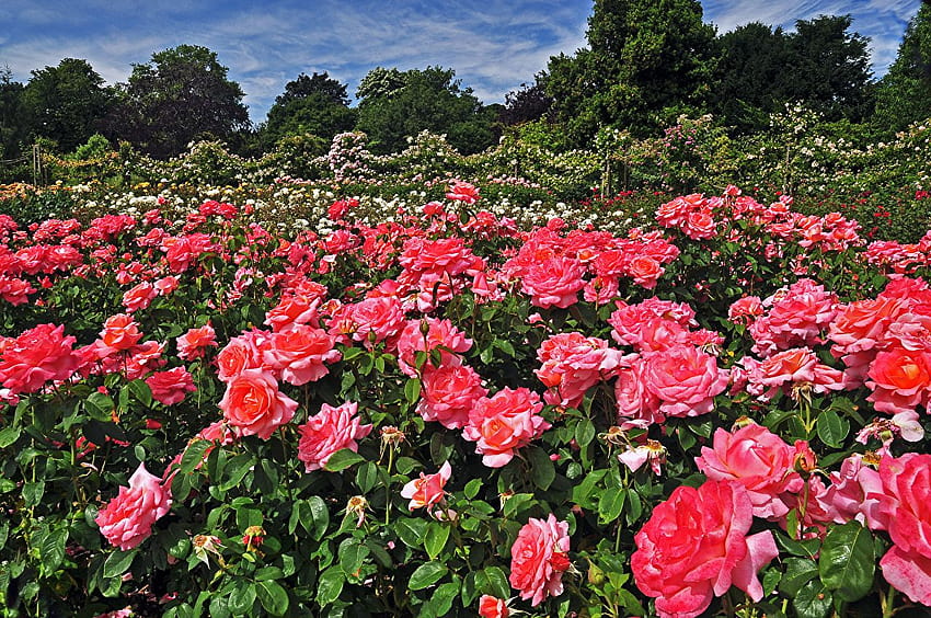 London England Regents Park Queens Garden rose, pink garden roses HD wallpaper