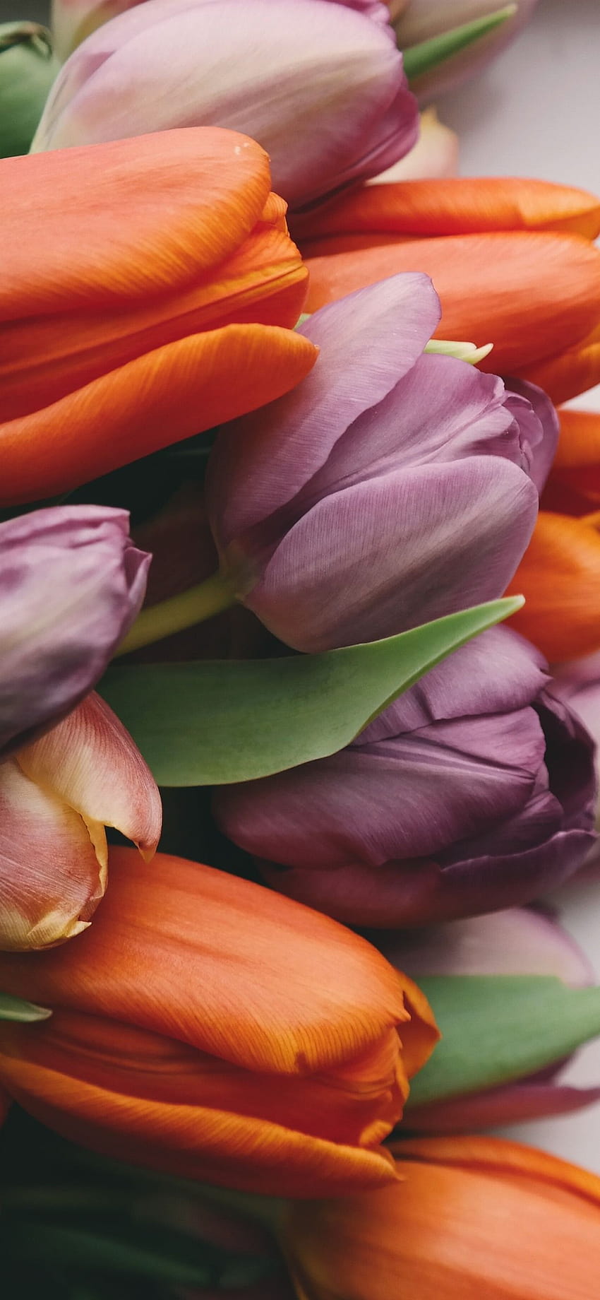 Purple and orange tulips, bouquet 1242x2688 iPhone 11 Pro/XS Max , background, orange tulips bunch HD phone wallpaper