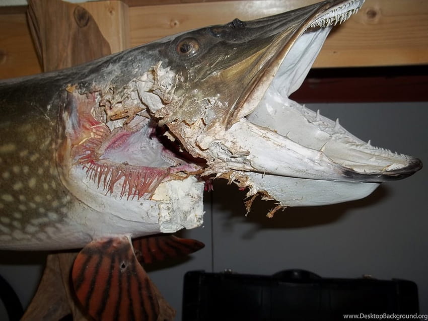 Principali pesci riparano gli sfondi artificiali della testa e delle pinne del luccio del nord Sfondo HD