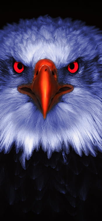 Bird eagle animals black background HD wallpapers | Pxfuel