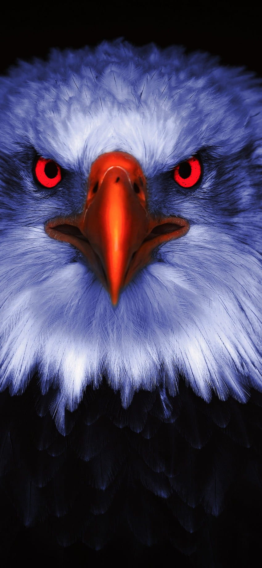 Eagle , Bird of prey, Raptors, Red eyes, Black background, , Animals, eagle iphone HD phone wallpaper