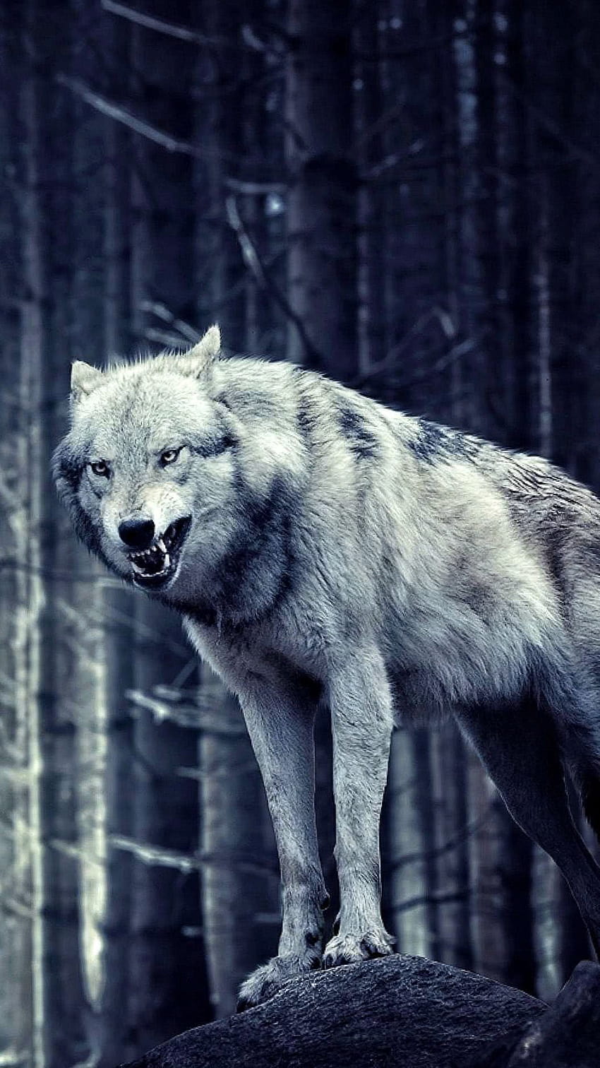 Einsamer Wolf für iPhone, Wolf iphone 12 pro max HD-Handy-Hintergrundbild