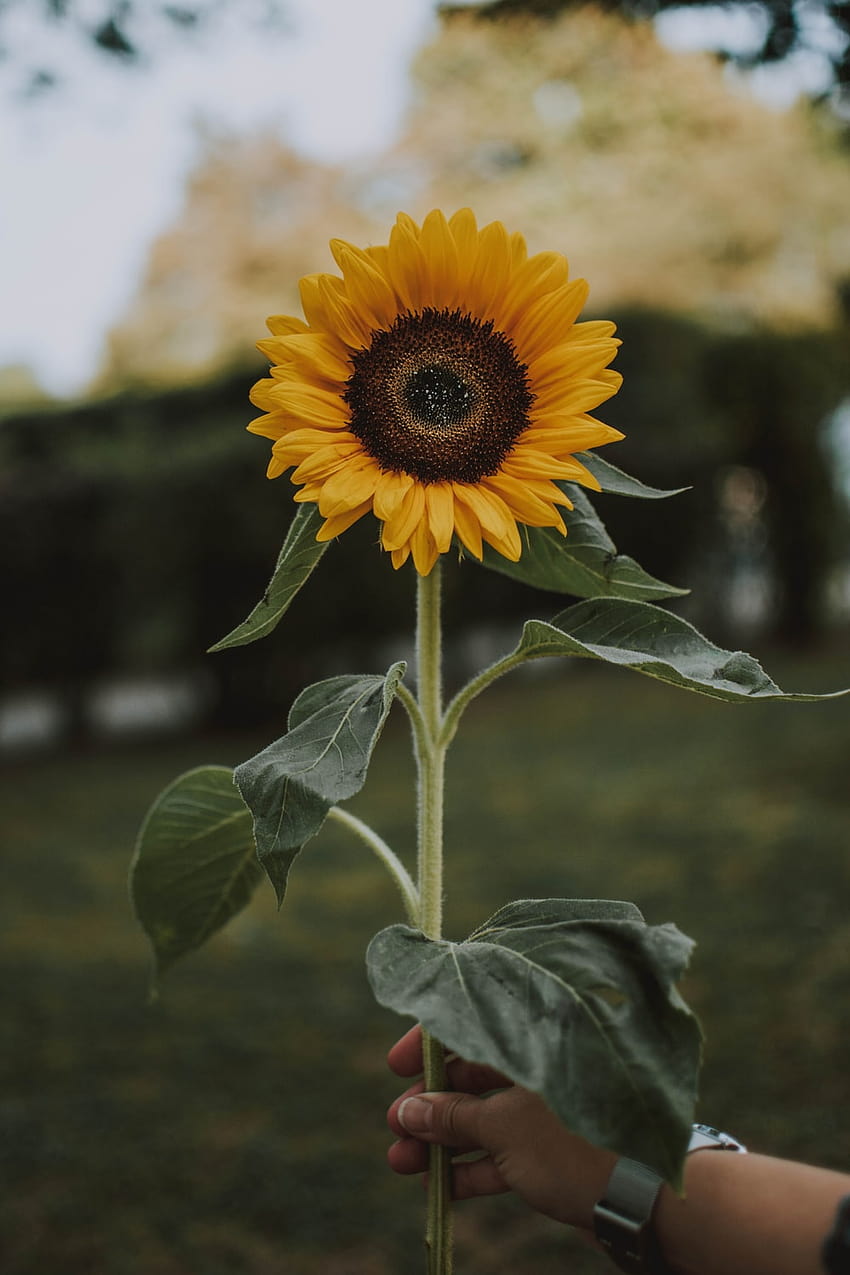 Sunflower : [50 HQ], bunga matahari biasa wallpaper ponsel HD