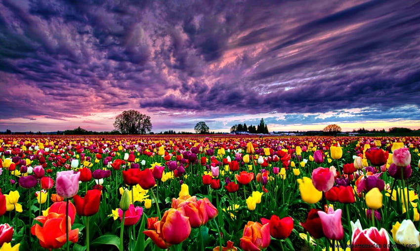 Tulip Garden, allevamento di tulipani Sfondo HD