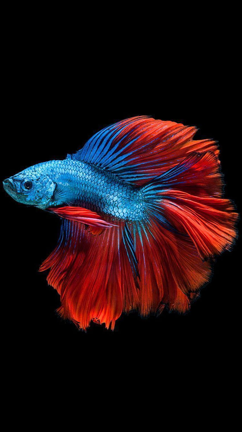 Apple iPhone 6s with Red and Blue Betta Fish and Dark HD phone wallpaper