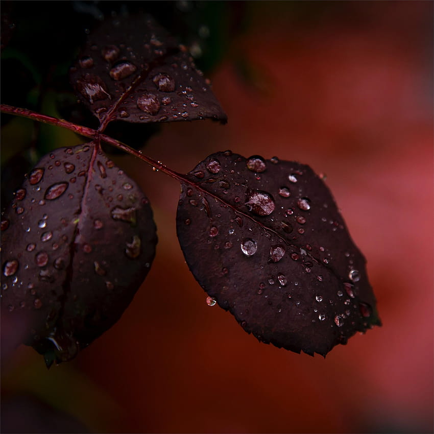 붉은 잎사귀 이슬방울 매크로 비 아이패드 에어 HD 전화 배경 화면
