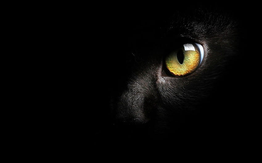 Czarny kot Wysokiej jakości czarny kot, czarny kot minimalistyczny Tapeta HD