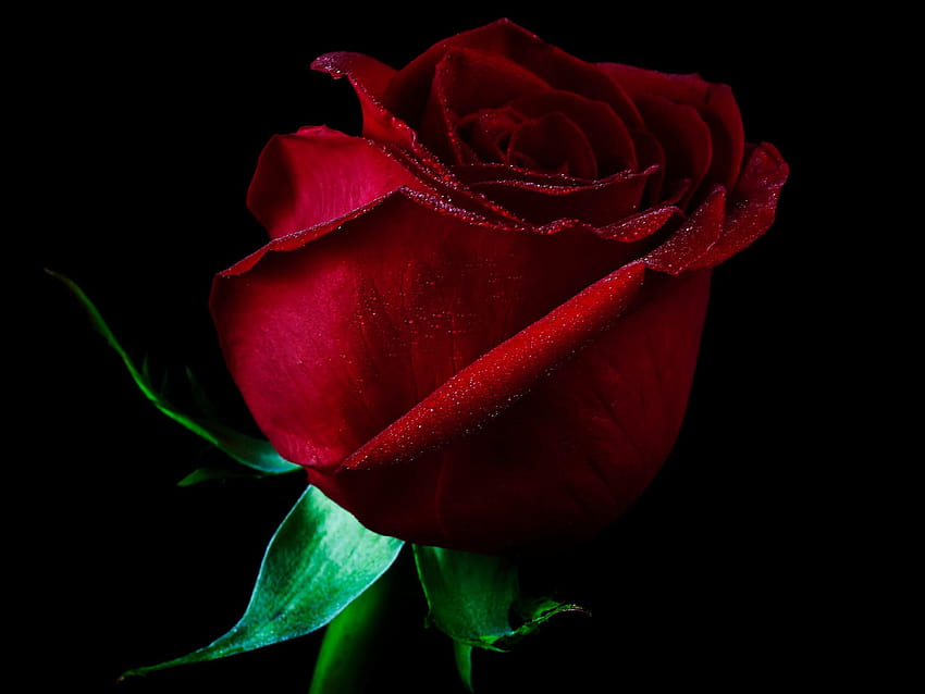 Einzelne rote Rose voll und Hintergründe, einzelne Rose HD-Hintergrundbild