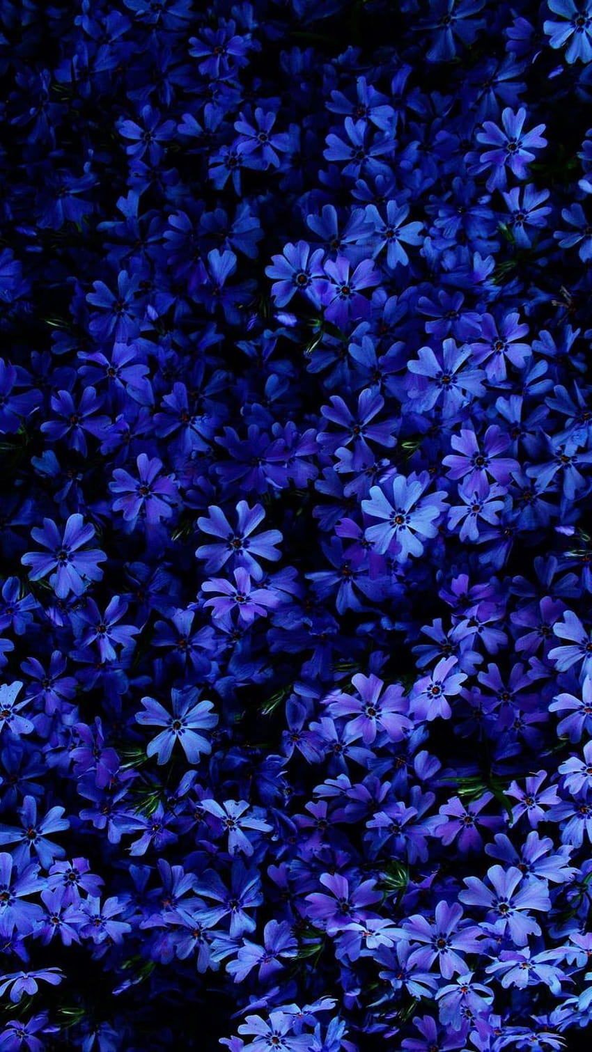 Blue Lilie Flowers, colour spring HD phone wallpaper
