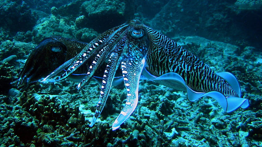 9 Cuttlefish, cuttlefishes HD wallpaper